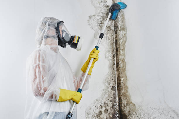Best Local Mold Removal Service  in Tehaleh, WA
