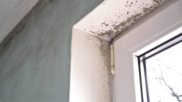 Best Residential Mold Removal  in Tehaleh, WA
