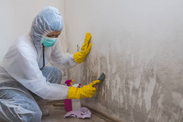 Best Attic Mold Removal  in Tehaleh, WA