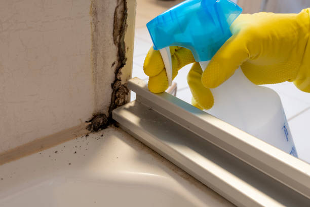 Best Black Mold Removal  in Tehaleh, WA