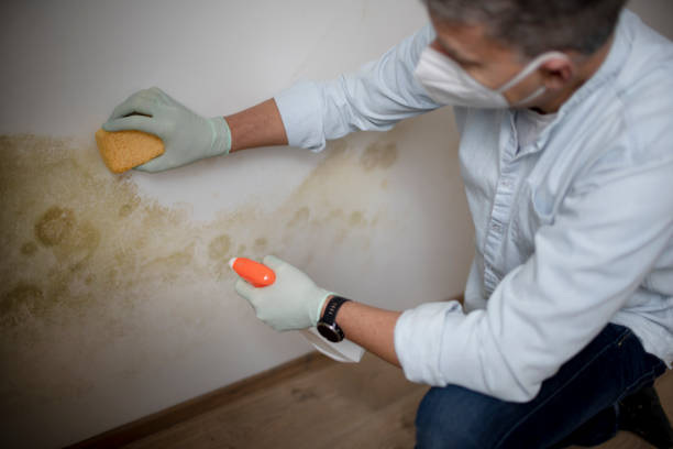 Best Office Mold Removal Services  in Tehaleh, WA