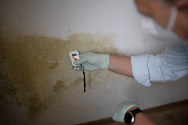 Best Professional Mold Removal  in Tehaleh, WA