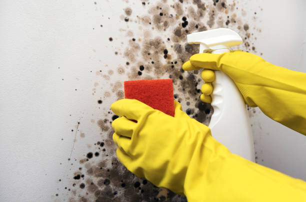 Best Crawl Space Mold Removal  in Tehaleh, WA