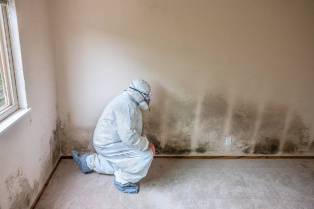 Best Mold Removal Company Near Me  in Tehaleh, WA