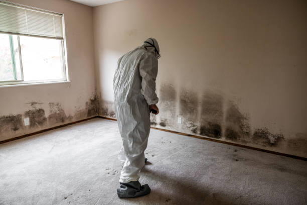 Best Certified Mold Removal  in Tehaleh, WA