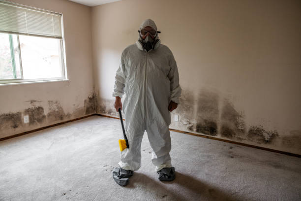 Attic Mold Removal in Tehaleh, WA