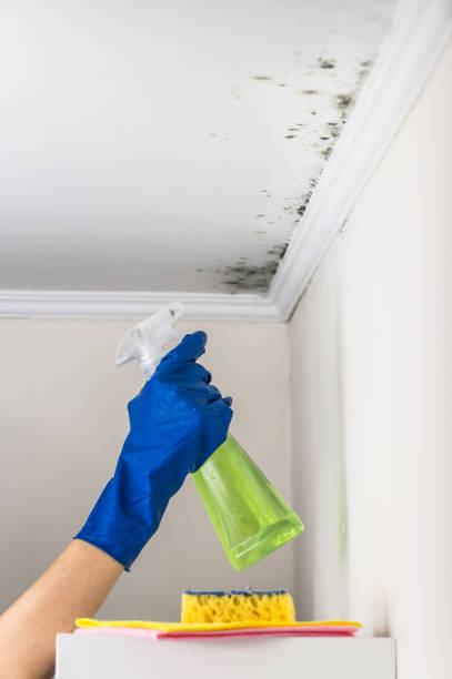 Crawl Space Mold Removal in Tehaleh, WA