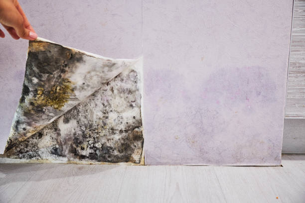 Best Commercial Mold Removal  in Tehaleh, WA
